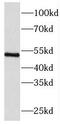Regulator Of Chromosome Condensation 1 antibody, FNab07208, FineTest, Western Blot image 