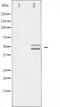 ShcA antibody, abx011517, Abbexa, Western Blot image 