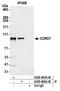 Coronin 7 antibody, A305-665A-M, Bethyl Labs, Immunoprecipitation image 