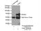PRK1 antibody, 21401-1-AP, Proteintech Group, Immunoprecipitation image 