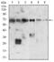 X-Ray Repair Cross Complementing 6 antibody, NBP2-52589, Novus Biologicals, Western Blot image 