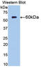 5'-Nucleotidase Ecto antibody, LS-C314239, Lifespan Biosciences, Western Blot image 