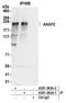 A-Kinase Anchoring Protein 2 antibody, A301-363A, Bethyl Labs, Immunoprecipitation image 