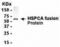 Heat shock protein HSP 90-alpha antibody, XW-7769, ProSci, Western Blot image 