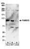 Family With Sequence Similarity 83 Member G antibody, A304-282A, Bethyl Labs, Western Blot image 