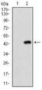 Kdap antibody, NBP2-37355, Novus Biologicals, Western Blot image 