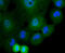 Cullin-4A antibody, GTX01050, GeneTex, Immunocytochemistry image 