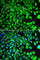 BLOC-1 Related Complex Subunit 7 antibody, A7276, ABclonal Technology, Immunofluorescence image 