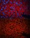 Peroxisomal biogenesis factor 19 antibody, GTX32780, GeneTex, Immunohistochemistry paraffin image 