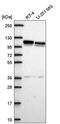 AP1B1 antibody, PA5-66994, Invitrogen Antibodies, Western Blot image 