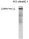 Cadherin 11 antibody, BM6020P, Origene, Western Blot image 