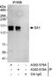 Stromal Antigen 1 antibody, A302-578A, Bethyl Labs, Immunoprecipitation image 