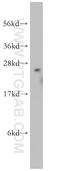 FKBP Prolyl Isomerase 3 antibody, 11755-1-AP, Proteintech Group, Western Blot image 