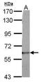 Dynein Axonemal Assembly Factor 1 antibody, PA5-32025, Invitrogen Antibodies, Western Blot image 