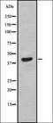 PHD1 antibody, orb336924, Biorbyt, Western Blot image 