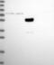 KIAA1324 Like antibody, PA5-60738, Invitrogen Antibodies, Western Blot image 