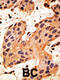 Gap Junction Protein Alpha 8 antibody, 58-184, ProSci, Immunohistochemistry paraffin image 