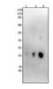 Lipocalin 2 antibody, NBP1-45682, Novus Biologicals, Western Blot image 
