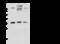 Thioredoxin Like 1 antibody, 108486-T40, Sino Biological, Western Blot image 