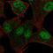 Calcium Voltage-Gated Channel Subunit Alpha1 H antibody, HPA039125, Atlas Antibodies, Immunofluorescence image 