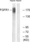 Fibroblast Growth Factor Receptor 1 antibody, LS-C117645, Lifespan Biosciences, Western Blot image 