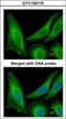 Secretion Associated Ras Related GTPase 1B antibody, GTX109170, GeneTex, Immunocytochemistry image 