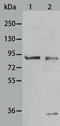 BCL2 Associated Athanogene 3 antibody, TA322772, Origene, Western Blot image 