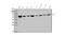 U2 Small Nuclear RNA Auxiliary Factor 2 antibody, M03639, Boster Biological Technology, Western Blot image 