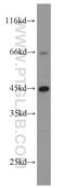 Pnr antibody, 14246-1-AP, Proteintech Group, Western Blot image 