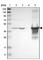 Sterol O-acyltransferase 1 antibody, HPA007569, Atlas Antibodies, Western Blot image 