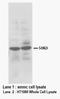 Glutamate Ionotropic Receptor NMDA Type Subunit 1 antibody, orb18128, Biorbyt, Western Blot image 