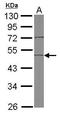 EDIL3 antibody, GTX104086, GeneTex, Western Blot image 