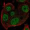 POLG antibody, HPA003064, Atlas Antibodies, Immunocytochemistry image 