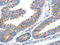 CKLF Like MARVEL Transmembrane Domain Containing 3 antibody, CSB-PA708217, Cusabio, Immunohistochemistry frozen image 