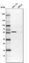 Golgi reassembly-stacking protein 2 antibody, PA5-57210, Invitrogen Antibodies, Western Blot image 