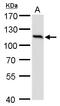 O-Linked N-Acetylglucosamine (GlcNAc) Transferase antibody, GTX629813, GeneTex, Western Blot image 