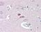 Metabotropic glutamate receptor 4 antibody, orb95968, Biorbyt, Immunohistochemistry paraffin image 