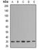 Nucleolin antibody, orb388512, Biorbyt, Western Blot image 