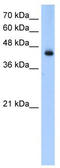 Acyl-CoA Dehydrogenase Long Chain antibody, TA334667, Origene, Western Blot image 