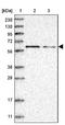 ETS Transcription Factor ELK1 antibody, NBP2-38278, Novus Biologicals, Western Blot image 