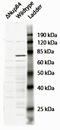 Outer Dense Fiber Of Sperm Tails 2 antibody, 42-312, ProSci, Western Blot image 