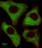Protein Kinase C And Casein Kinase Substrate In Neurons 2 antibody, LS-C101183, Lifespan Biosciences, Immunofluorescence image 
