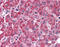 Surfeit 4 antibody, TA317380, Origene, Immunohistochemistry frozen image 
