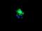 Kinesin Family Member 2C antibody, NBP2-01064, Novus Biologicals, Immunofluorescence image 