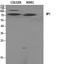 C-Jun-amino-terminal kinase-interacting protein 1 antibody, A05068, Boster Biological Technology, Western Blot image 