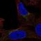 FUT4 antibody, NBP2-55228, Novus Biologicals, Immunofluorescence image 