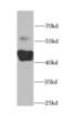Cytochrome P450 2F1 antibody, FNab02160, FineTest, Western Blot image 