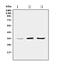 Phosphopantothenoylcysteine Synthetase antibody, A05567-1, Boster Biological Technology, Western Blot image 