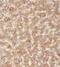 Perilipin 2 antibody, FNab00184, FineTest, Immunohistochemistry frozen image 