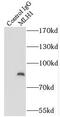 MutL Homolog 1 antibody, FNab05213, FineTest, Immunoprecipitation image 